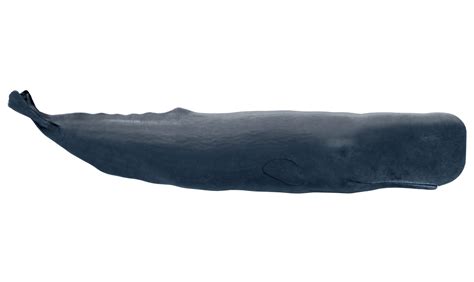 Sperm whale | Bones with Stories to Tell