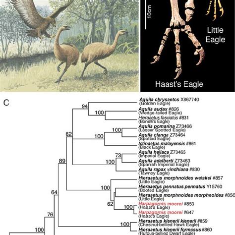 (PDF) Ancient DNA Provides New Insights into the Evolutionary History of New Zealand's Extinct ...