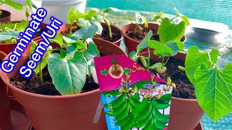 Efficient Way To Sprouting Hyacinth Beans Uri And Repotting In A Bigger