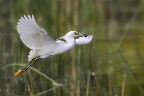 Snowy Egret – Wildlife and Animal Photography – Photography Life Forum