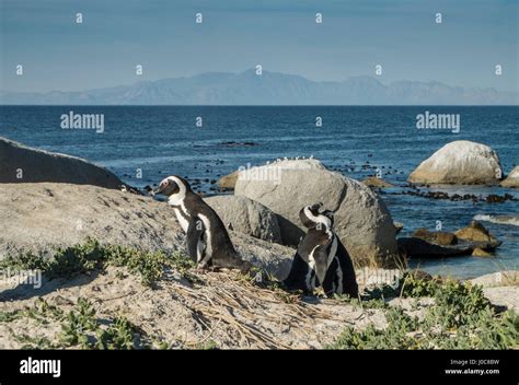 Penguins beach in cape town Stock Photo - Alamy