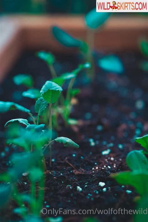 Wolfofthewild Wolfofthewild Wolfofthewildd Nude OnlyFans Instagram Leaked Photo 477