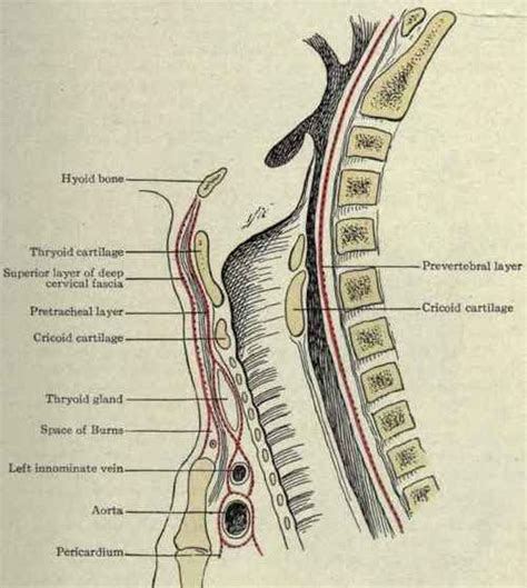 1000+ images about Anatomy on Pinterest