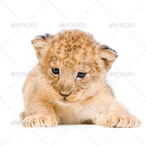 Lion Cub Lying Down Stock Photo By Lifeonwhite Photodune