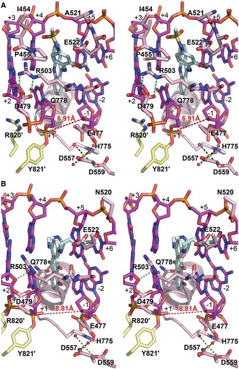 Detailed Views Of Drug Binding Sites Stereo Representations Of The Download Scientific Diagram