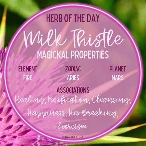 Milk Thistle Magickal Properties