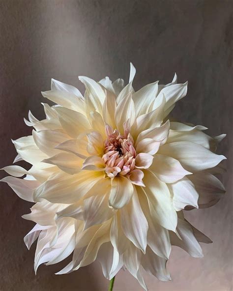 Teresa Yang Fung Floral Photographer Mimosaboston Posted On