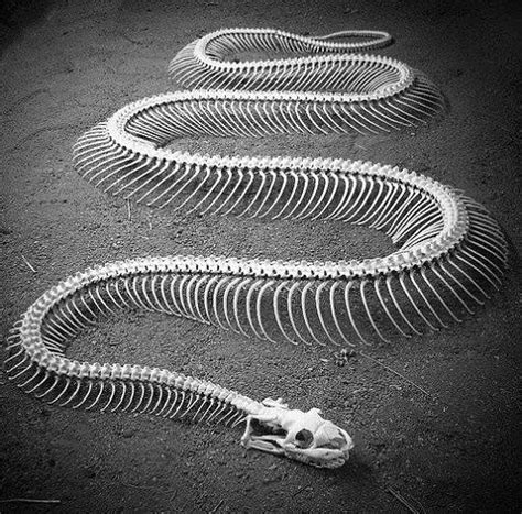 Slithery Snake Art TwistedSifter