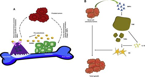 The Dual Role Of Bone Morphogenetic Proteins In Cancer Molecular