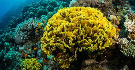 Highlighting Coral Reefs At Risk Natural History Museum