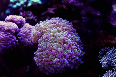 Frogspawn Coral Care: Placement, Feeding, Fragging • (Guide)