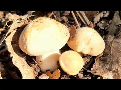 Marzo I Primi Funghi Prugnoli Della Stagione Calocybe