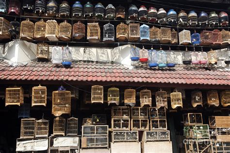 Pramuka Bird Market Jakarta Photograph By Erni