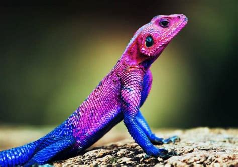 What Does It Mean When You Dream About Lizards Spiritual Meanings