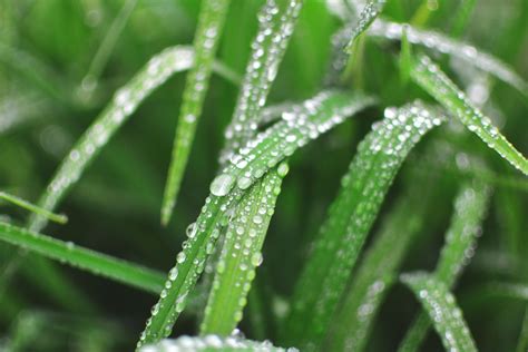 Fotos gratis agua naturaleza césped soltar Rocío hoja flor