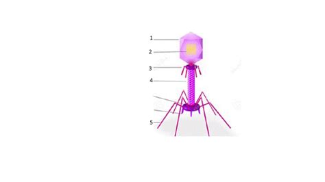 Virus Label Diagram | Quizlet