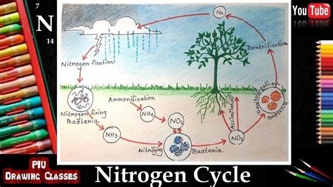 How To Draw Nitrogen Cycle Diagram I Easy Way To Draw Biogeochemical Nitrogen Cycle Step By Step