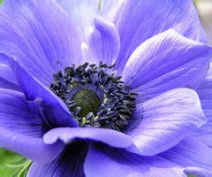 Anemone Planting Guide – Easy To Grow Bulbs