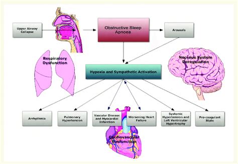 Effects Of Obstructive Sleep Apnoea On Pulmonary And Nervous Systems