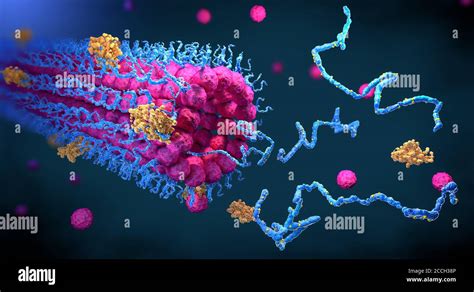 Enzyme Structure And Function