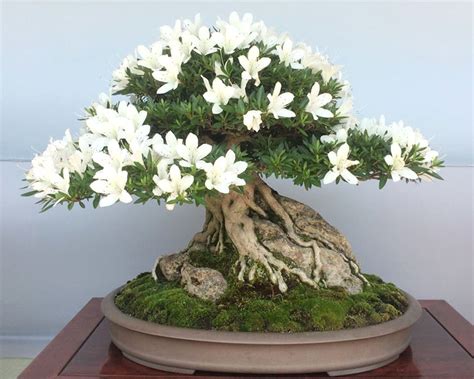 Bonsai Brilliance at Japan’s Satsuki Azalea Festival | Bonsai Bark