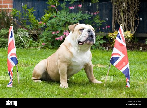 British Bulldog With Union Jack Flags Stock Photo Alamy