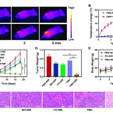 A Infrared Images Of The Mice Tissue Under Laser Irradiation After