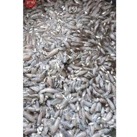 Jual Cumi Baby Segar Kg Cumi Seafood Hasil Laut Harian Bergaransi