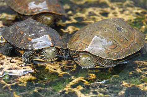 Toulouse Arrachées à un trafiquant 17 tortues protégées retrouvent