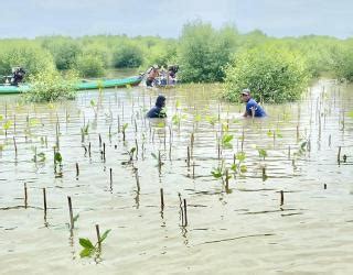 mangrove pertamina lestarikan ekosistem nelayan berkelanjutan