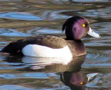 Solve Male Tufted Duck Kuifeendman Jigsaw Puzzle Online With 63 Pieces