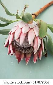 King Protea Flower Stock Photo 517879306 | Shutterstock