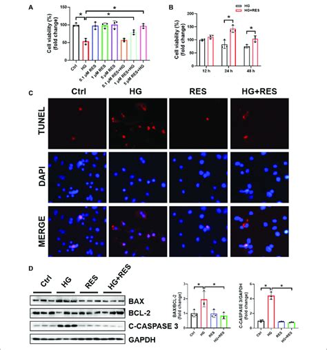 Resveratrol Res Reversed High Glucose Hg Induced Inhibition Of