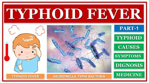 Typhoid Fever Part 1 Enteric Fever Causes Pathophysiology Sign And Symptoms