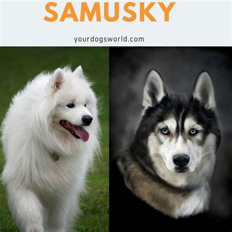 Alaskan Malamute Fluffy Samoyed Husky Mix Pets Lovers