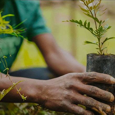 Epsilon et Bôndy la reforestation solidaire CEPOVETT Group