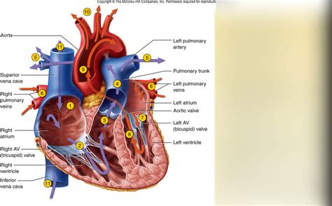 Blood Flow Through The Heart Diagram Animation Diagrama Most