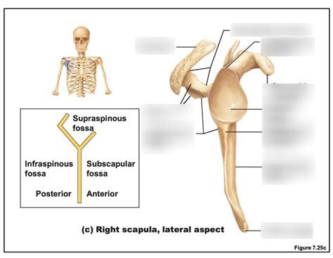 Right Scapula Lateral Aspect Diagram Quizlet