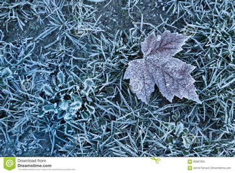 Cold Winter Frosty Leaf Background Stock Image Image Of Cool Closeup