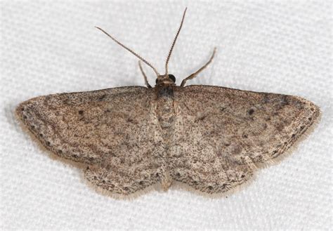 Drab Brown Wave Moth Species Lobocleta Ossularia Common N Flickr