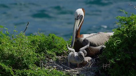 Nature and Wildlife on the Dutch Caribbean Islands Sint Eustatius, Saba ...