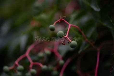 Uvas Verdes Encubrir El Fondo De Uvas Silvestres Uvas Sin Madurar Uvas