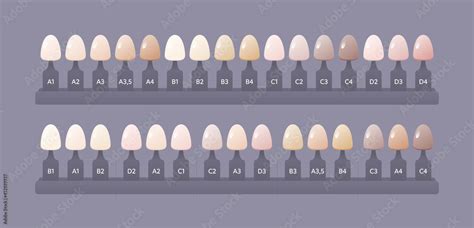 Tooth Anatomy Chart Vector Biomedical Illustration Teeth Shade Guide