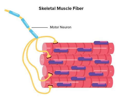 Muscular System Contraction Advanced Read Biology CK 12