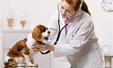 Annual Vaccination for Cat or Dog - Pet Connection Veterinary Clinic | Groupon