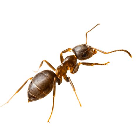 Odorous House Ant Ark Pest Control And Prevention