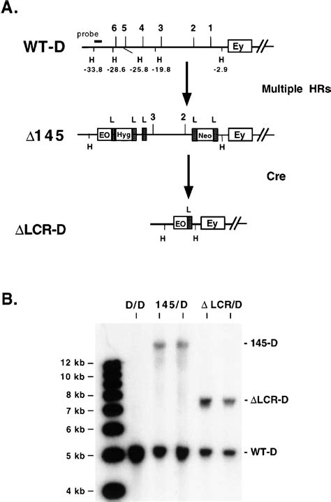 β globin Gene Switching and DNase I Sensitivity of the Endogenous β