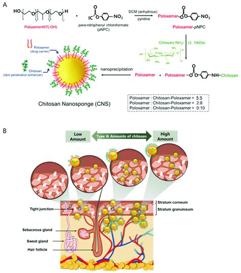 Schematic Illustration Of A Preparation Steps Of Chitosan Poloxamer