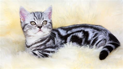 Tabby Cat Patterns - 7 Cool Facts