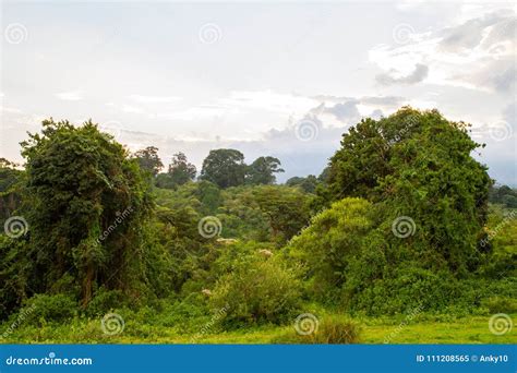 Ngorongoro Naturschutzgebiet Landschaft Und Wild Lebende Tiere